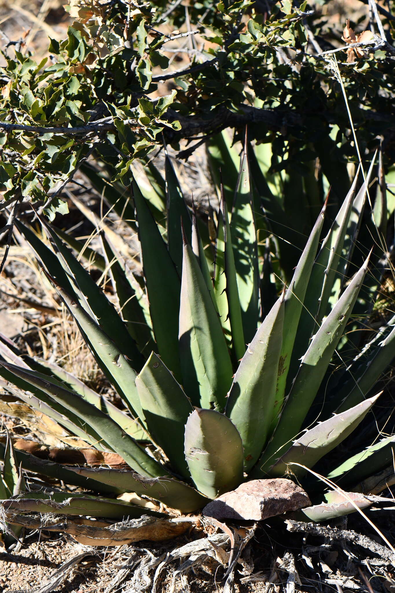 Слика од Agave glomeruliflora (Engelm.) A. Berger