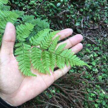 Sivun Dryopteris hendersonii (Bedd.) C. Chr. kuva