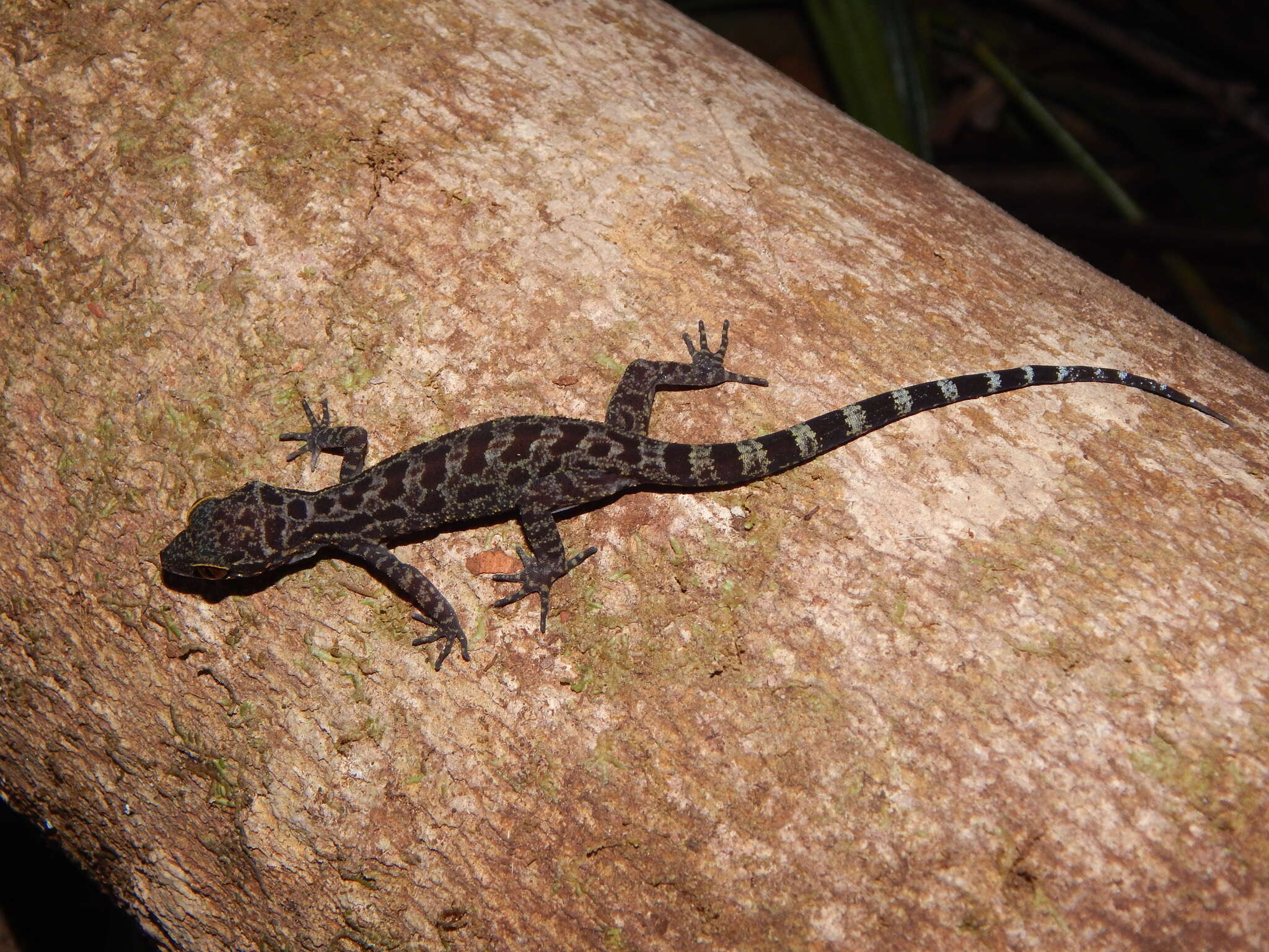 Image of Cyrtodactylus majulah Grismer, Wood & Lim 2012