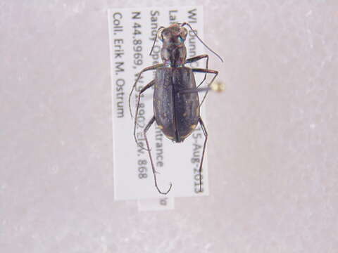 Image of Sidewalk tiger beetle