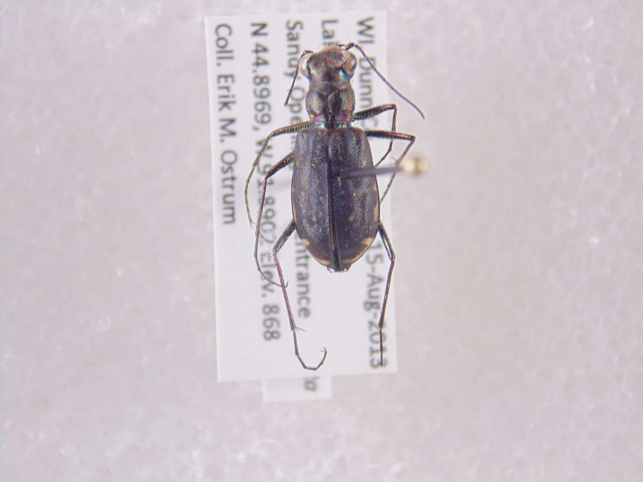 Plancia ëd Cicindela (Cicindelidia) punctulata punctulata A. G. Olivier 1790