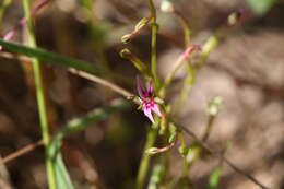 Image of Stylidium cordifolium W. V. Fitzg.