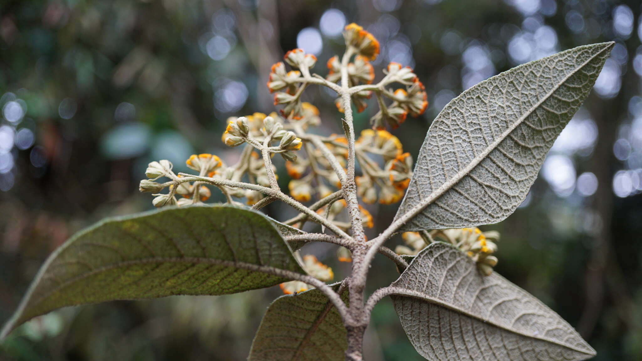 Слика од Buddleja incana Ruiz & Pav.