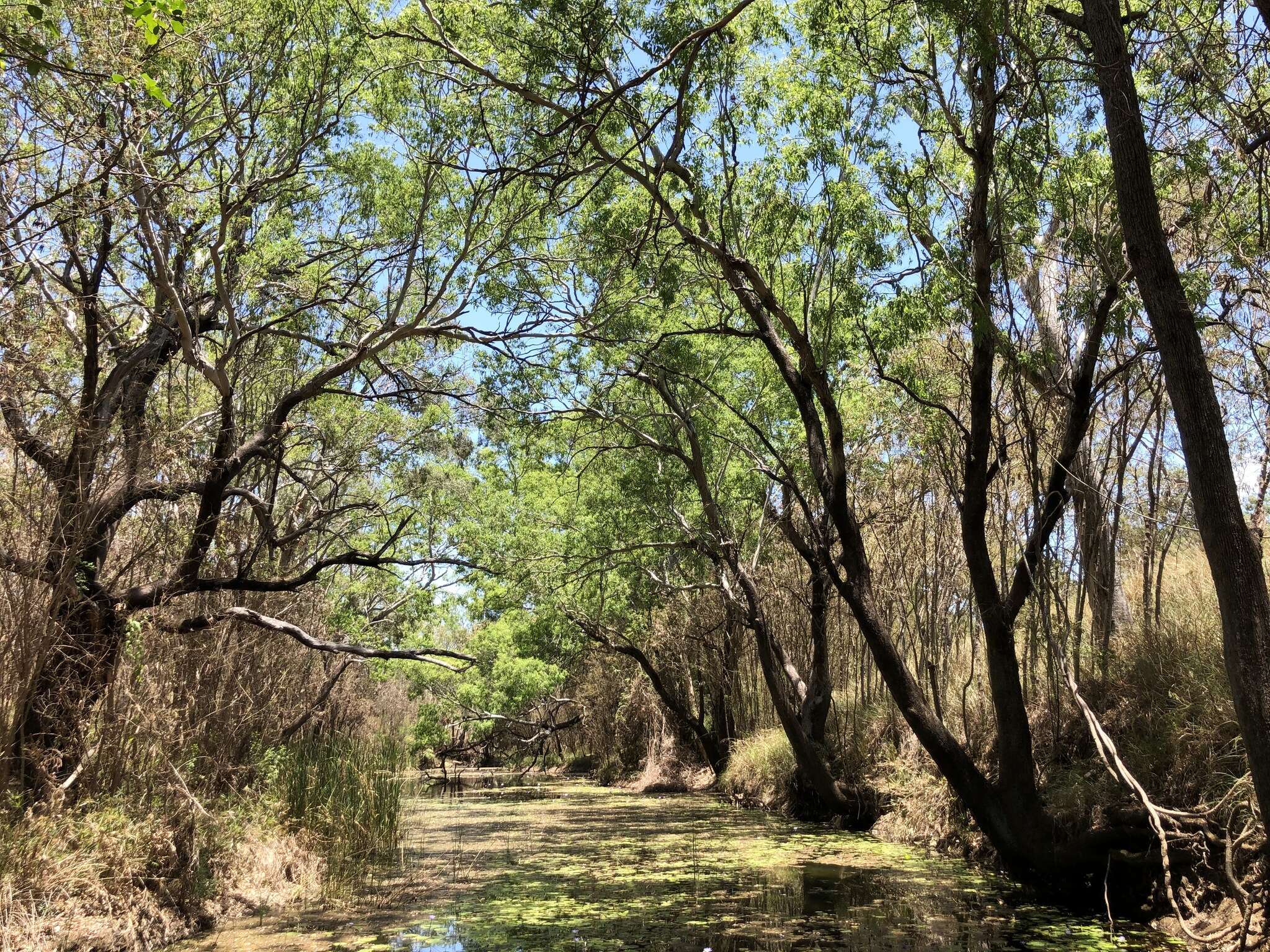 صورة Eucalyptus raveretiana F. Müll.