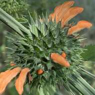 Image of Leonotis nepetifolia var. africana (P. Beauv.) J. K. Morton