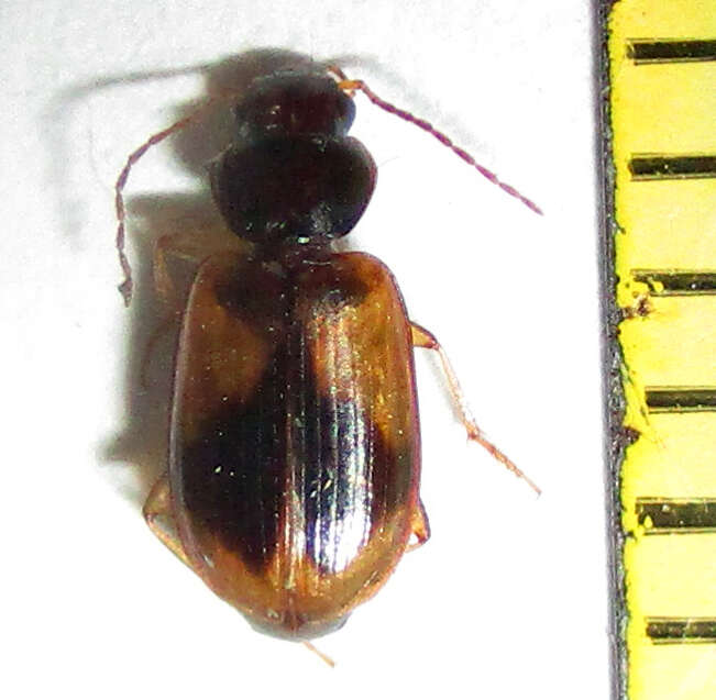 Слика од Amblystomus amabilis (Boheman 1848)