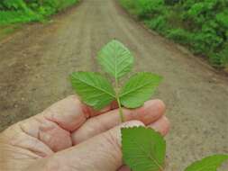 Image of northern dewberry