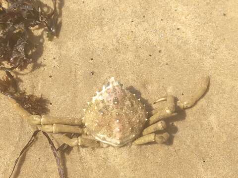 Image of Spider Crabs