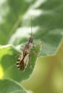 Image of Spined Assassin Bug