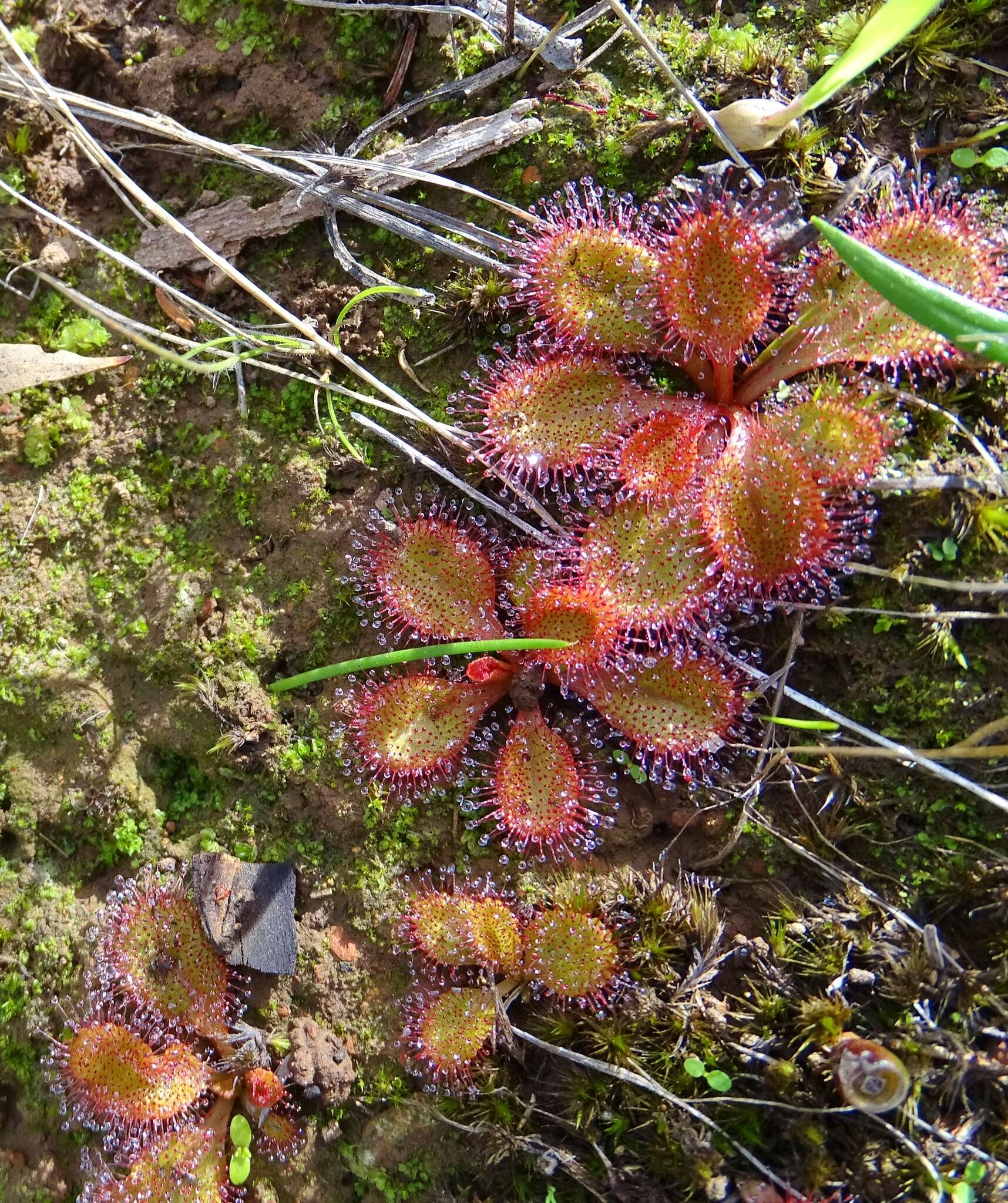 Image of Drosera praefolia Tepper