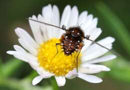 Image of Elegant Bee Fly