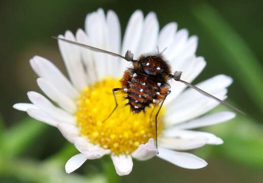 Image of Elegant Bee Fly