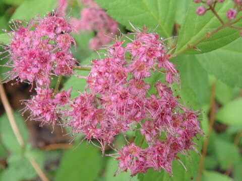 Image of Japanese meadowsweet