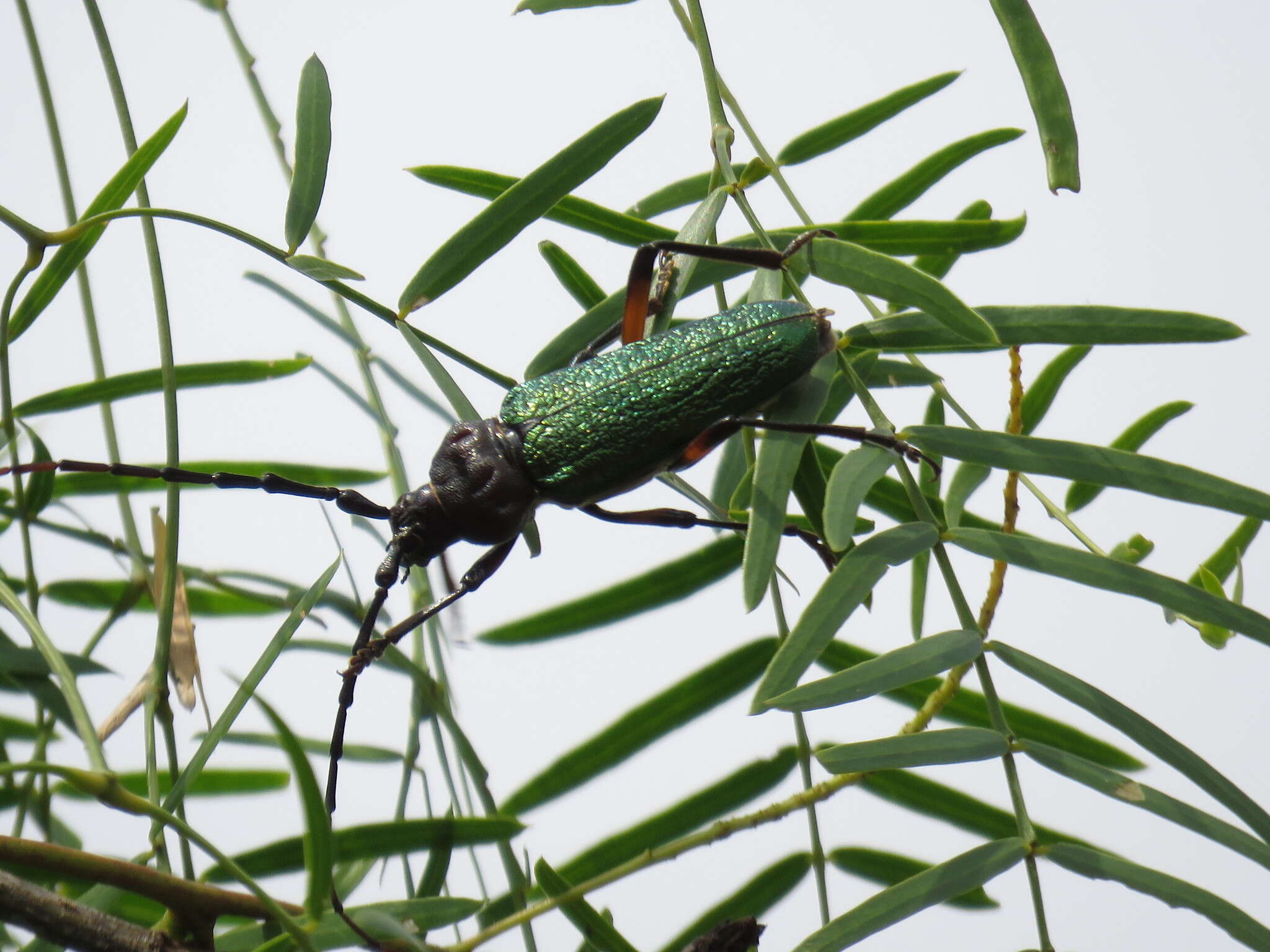 Image of Crioprosopus rimosus (Buquet 1840)