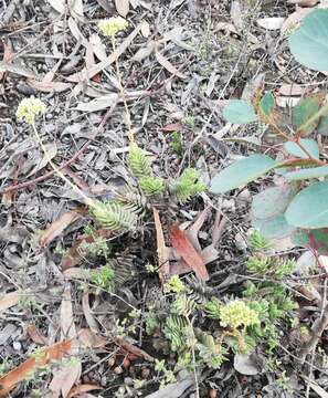 Image of Crassula ciliata L.