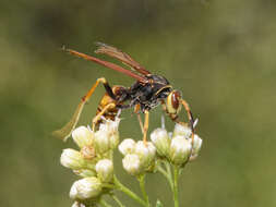 Image of Polistes buyssoni Brethes 1909