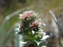 Image of Lachemilla nivalis (Kunth) Rothm.
