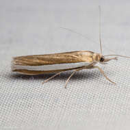 Image of Crambus unistriatellus Packard 1868