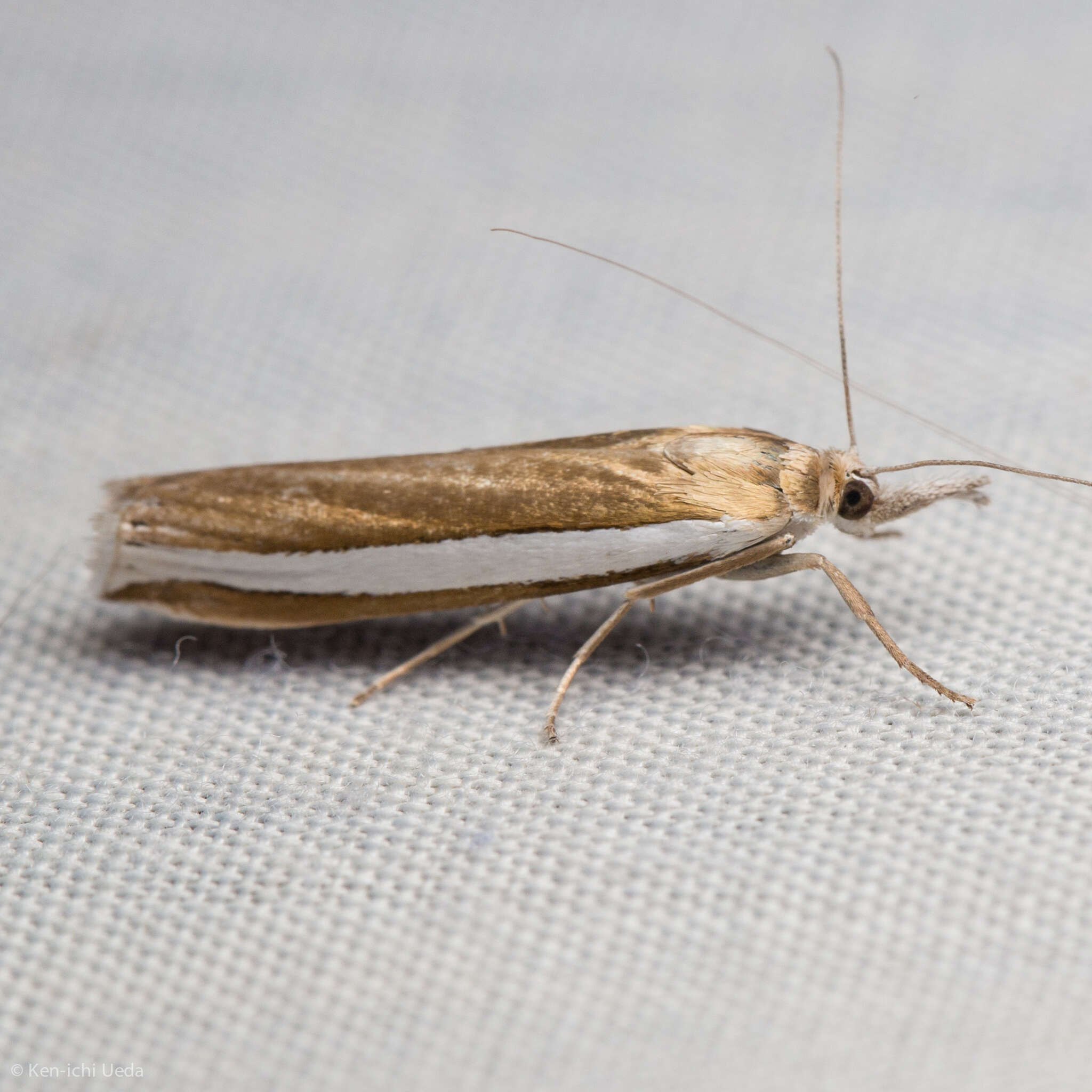 Image of Crambus unistriatellus Packard 1868