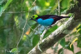 Image of Paradise Tanager