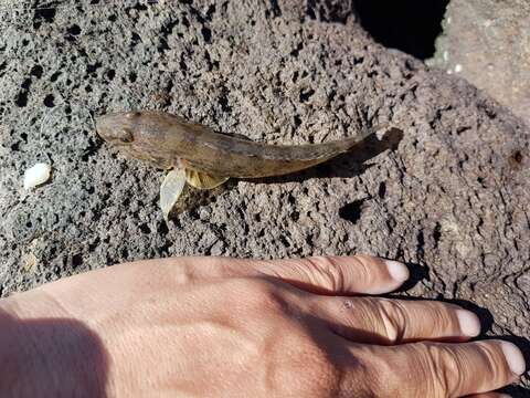 Sivun Acanthogobius kuva