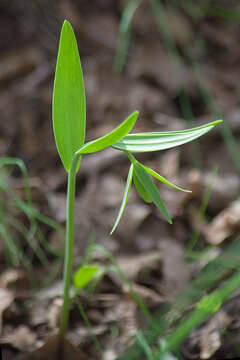 Image of Fritillaria pontica Wahlenb.
