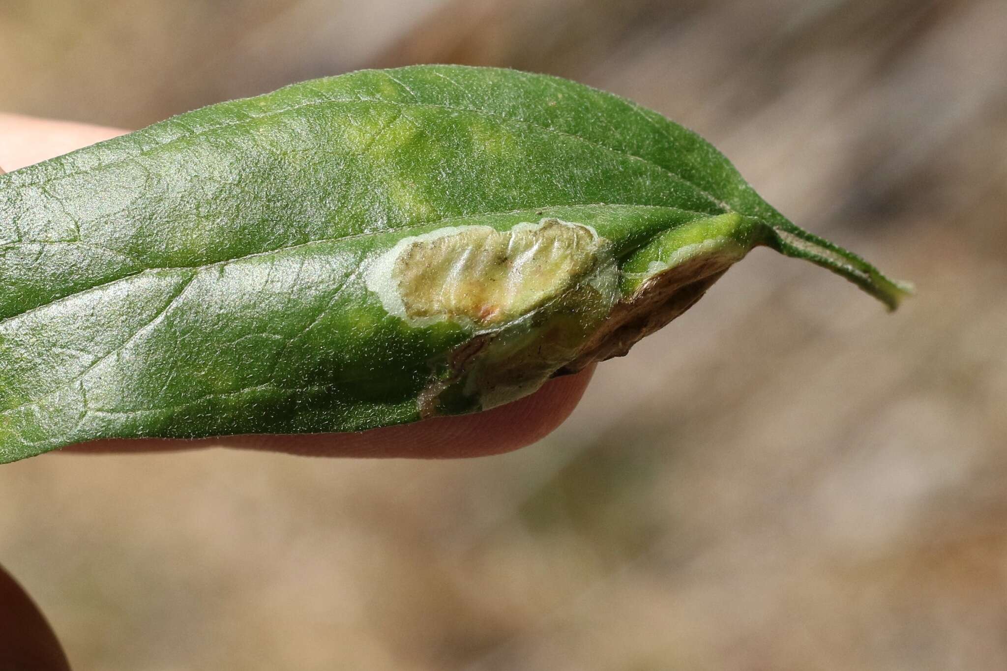 Image of Calycomyza enceliae Spencer 1981