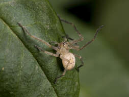 Image of Olios sericeus (Kroneberg 1875)