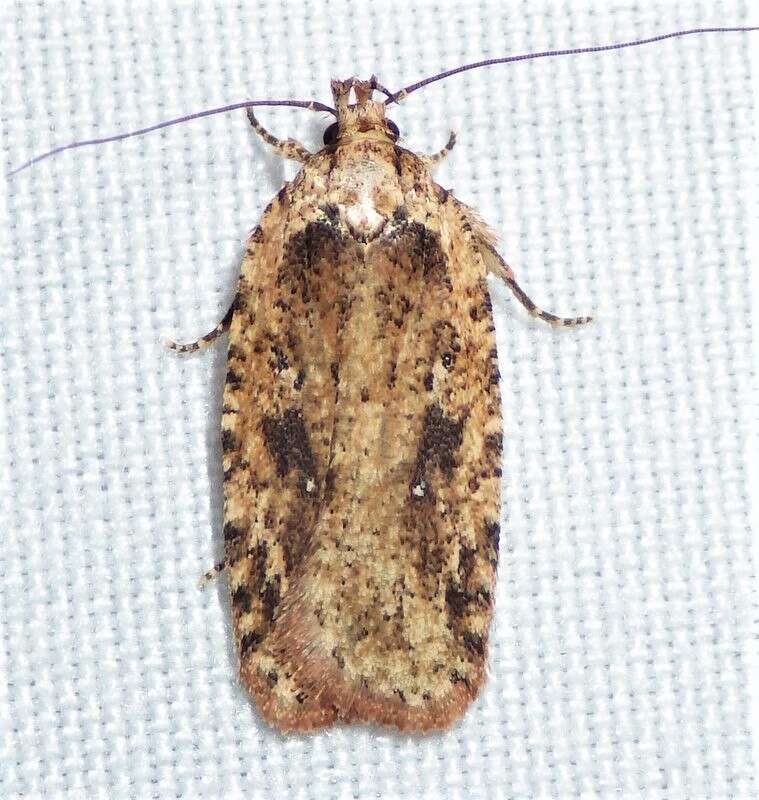 Image de Agonopterix pulvipennella Clemens 1864