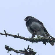 Image of Junco hyemalis carolinensis Brewster 1886