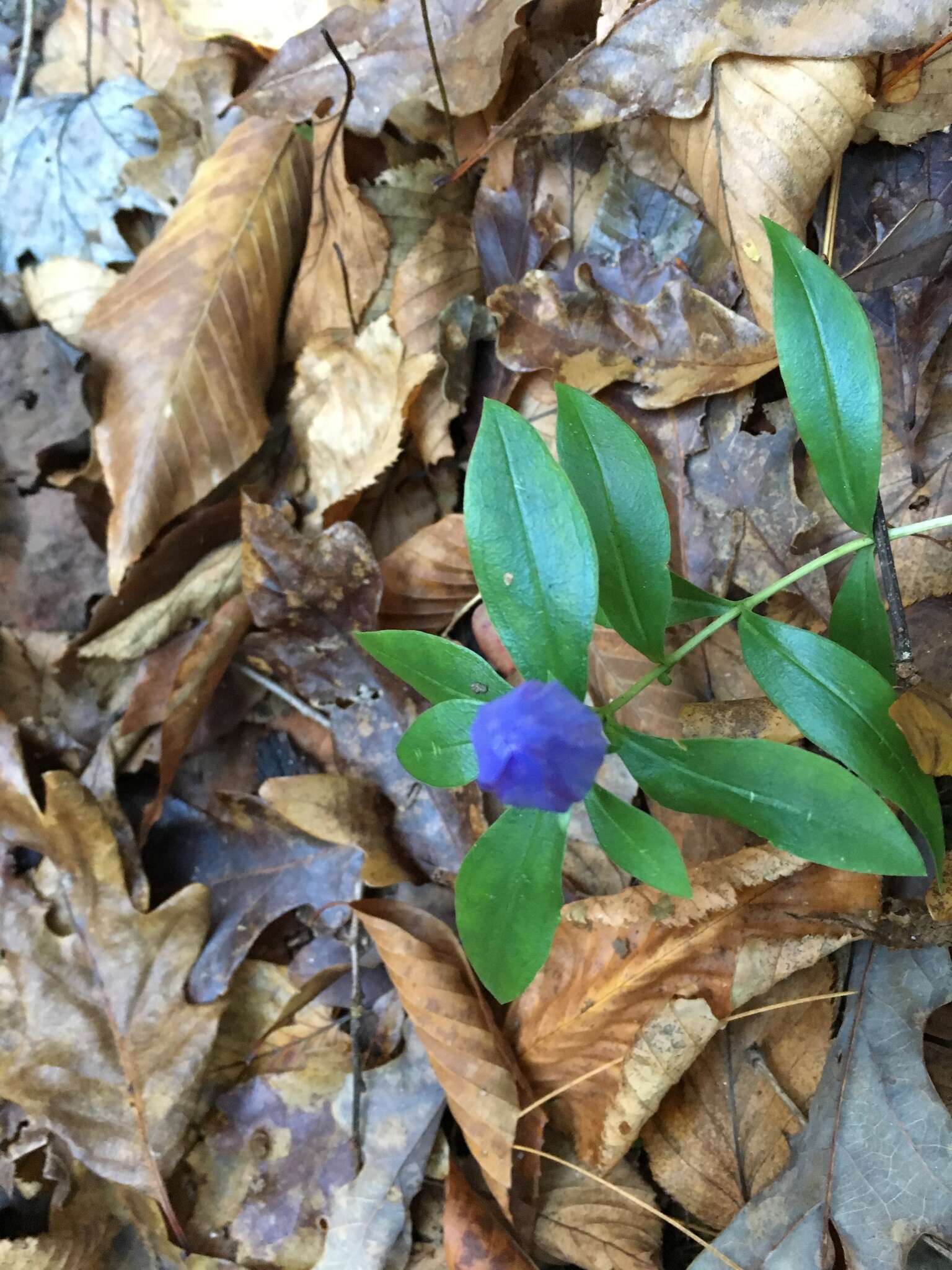 Imagem de Gentiana saponaria L.