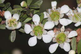 Sivun Leptospermum polygalifolium Salisb. kuva