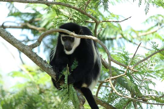 Imagem de Colobus guereza occidentalis (de Rochebrune 1887)