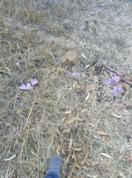 Image of Colchicum hierosolymitanum Feinbrun