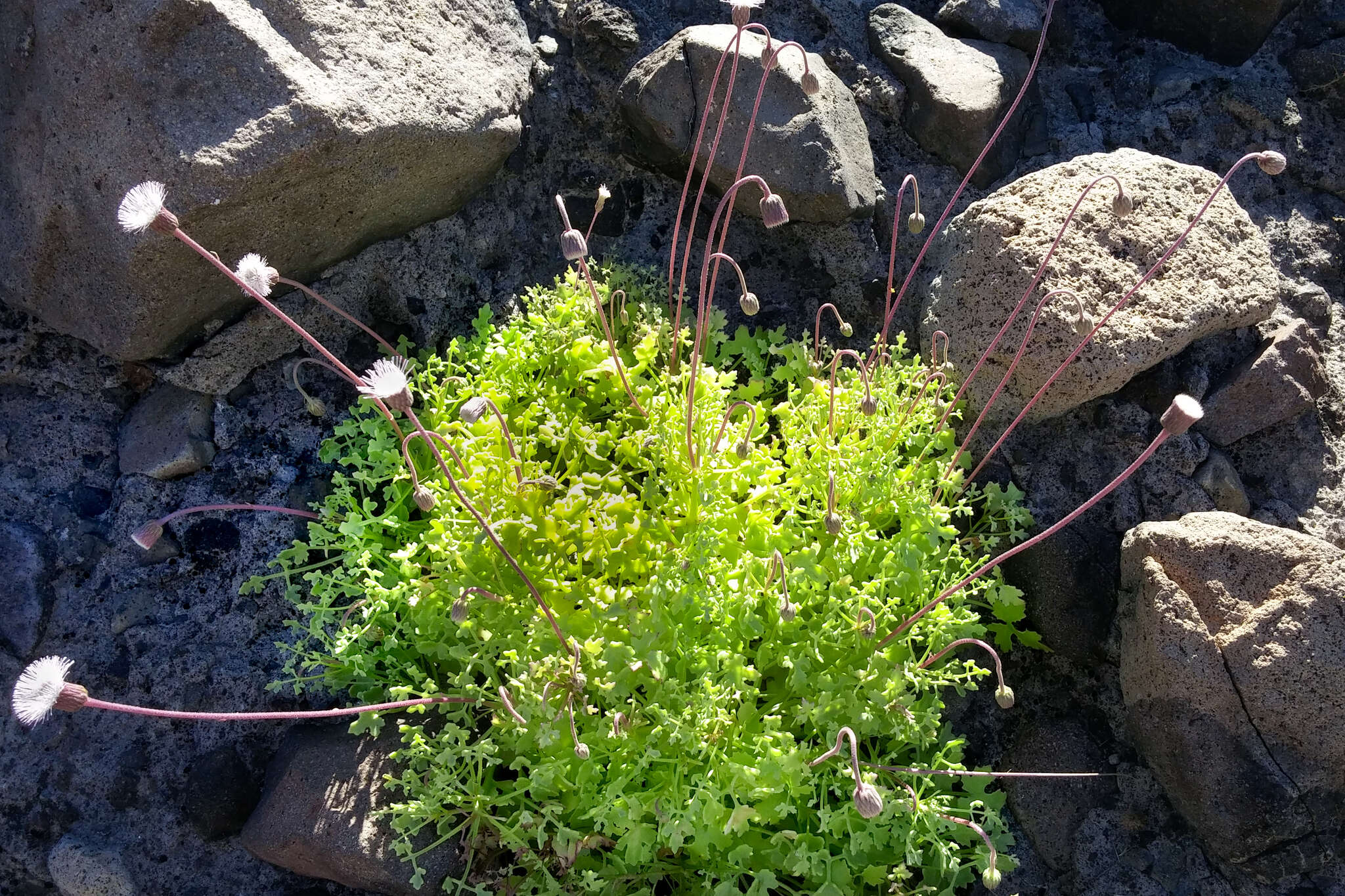 Image of Hofmeisteria fasciculata (Benth.) Walp.