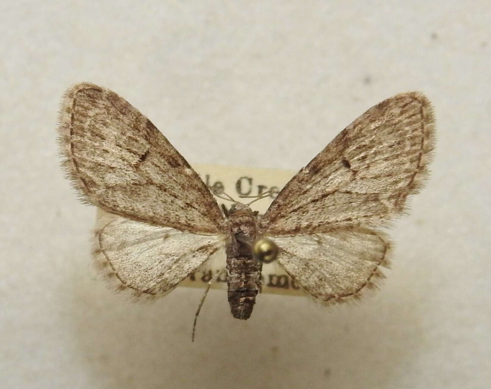 صورة Eupithecia sheppardata McDunnough 1938