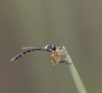 Image of Beameromyia floridensis (Johnson 1913)