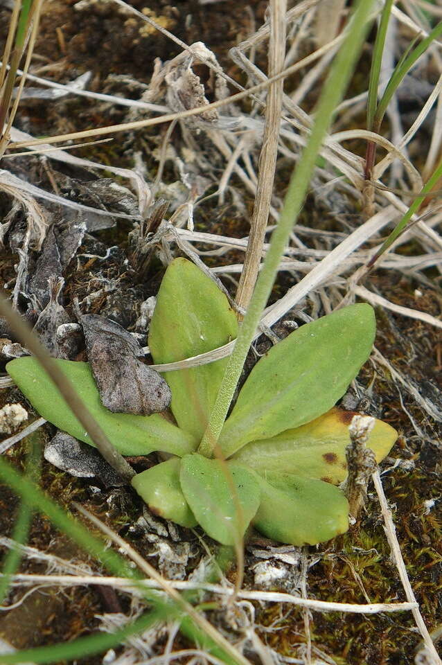 Image de Primula incana M. E. Jones