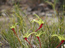 Image of Anigozanthos bicolor subsp. decrescens Hopper