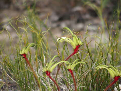 Image of Anigozanthos bicolor subsp. decrescens Hopper