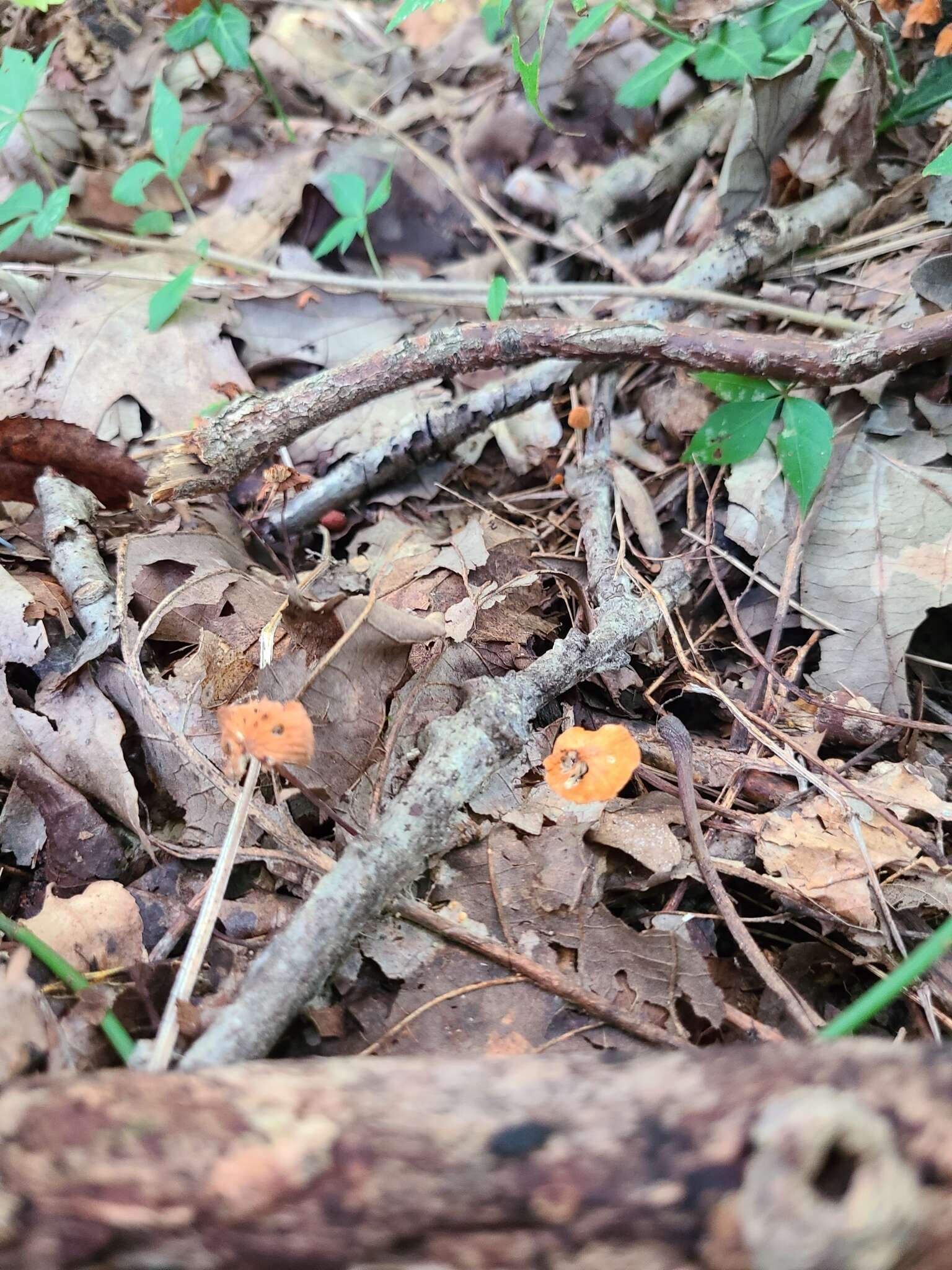 Image of Marasmius fulvoferrugineus Gilliam 1976