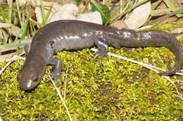 Image of Jefferson Salamander