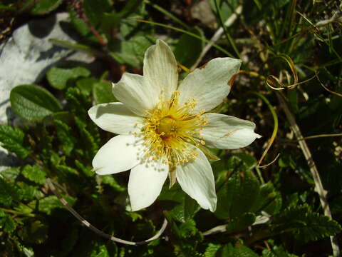 Imagem de Dryas octopetala L.