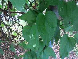 Imagem de Clematis terniflora DC.