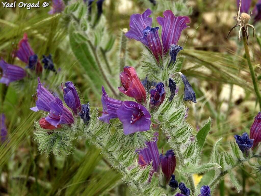 Echium judaeum Lacaita的圖片