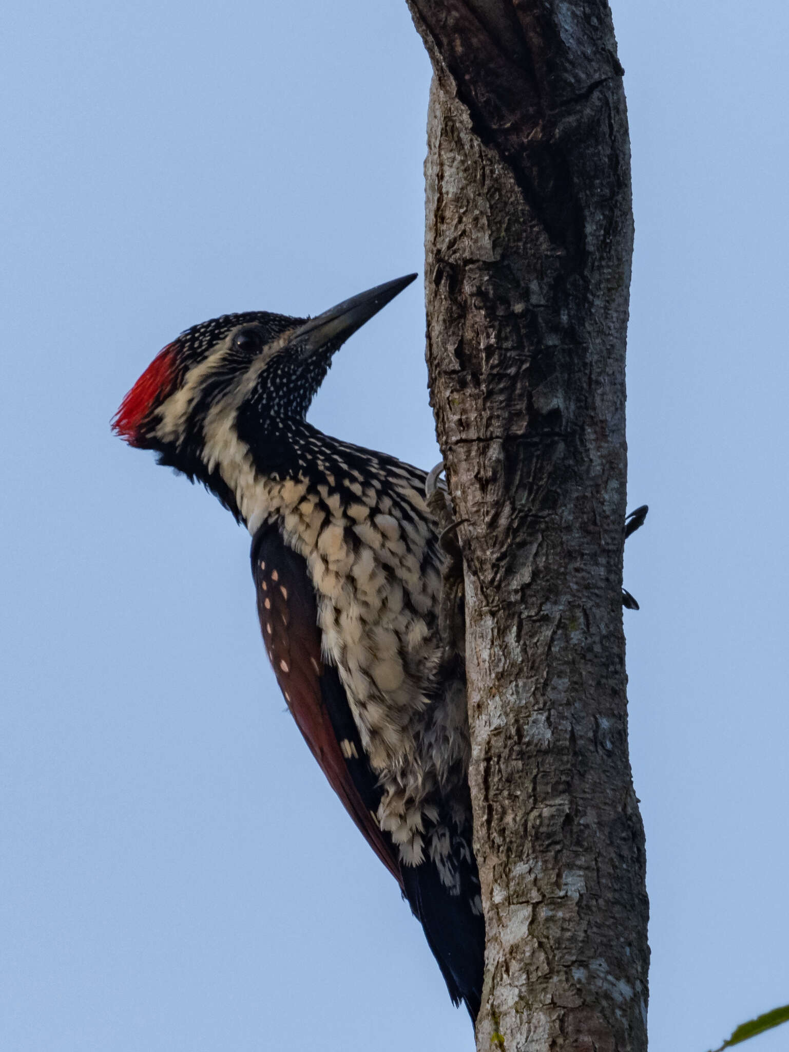 Image of Lesser Crimson-backed Flameback