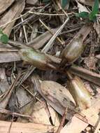 Image of Gastrodia fontinalis T. P. Lin