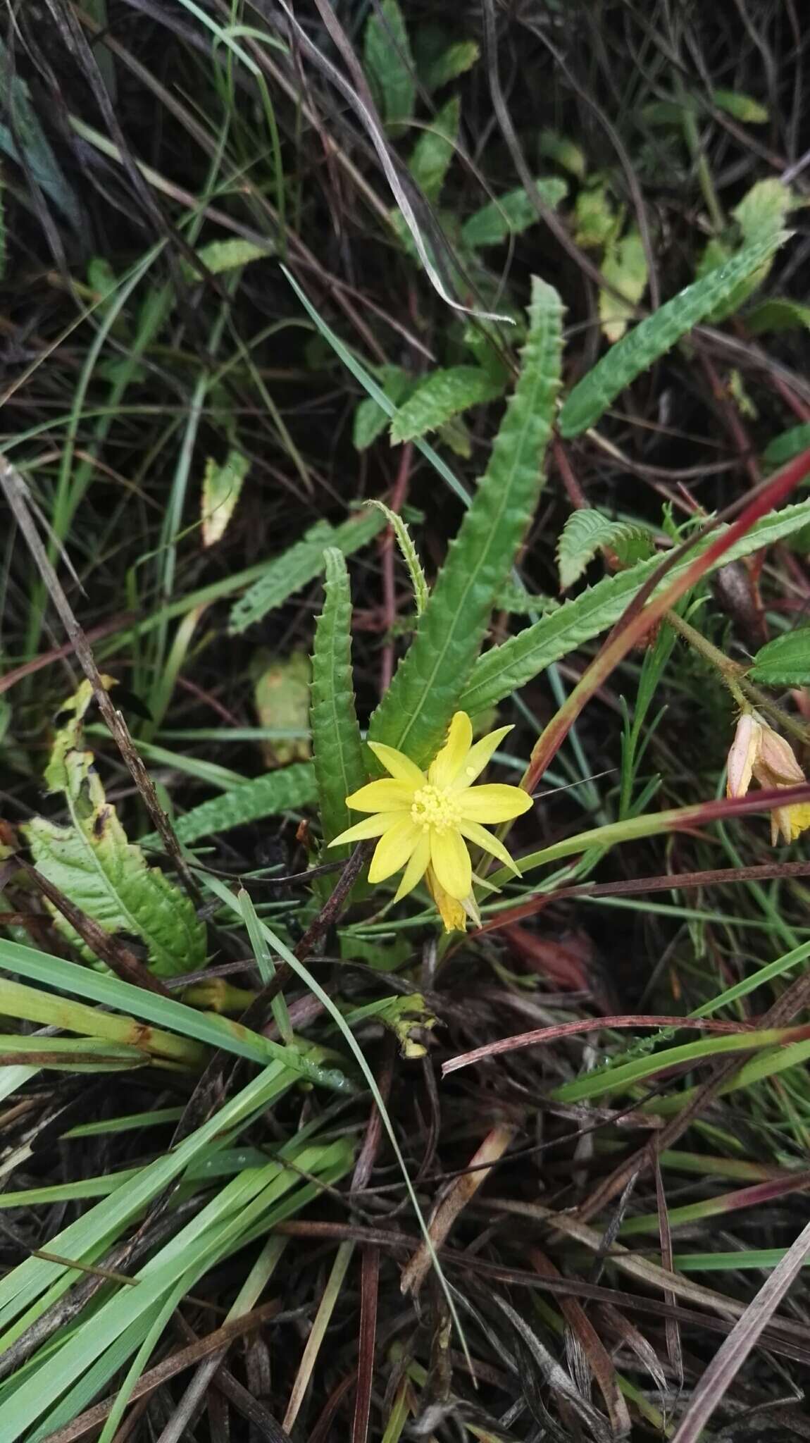 Imagem de <i>Chamaecrista comosa</i> var. <i>capricornia</i> (Stey.) Lock