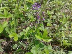 Image of Polygala hybrida Bruegg.