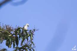 Image of Malabar Starling